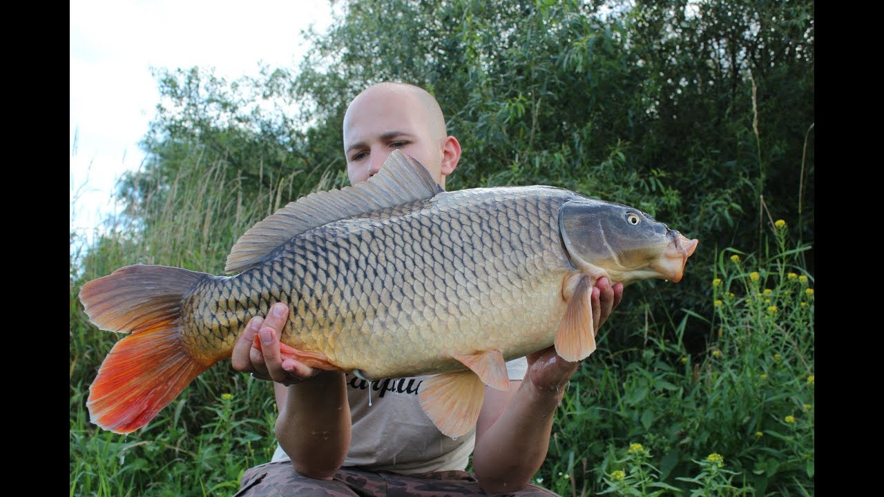 B&P fishing - Karpfenangeln - Kurzsession an der Elbe