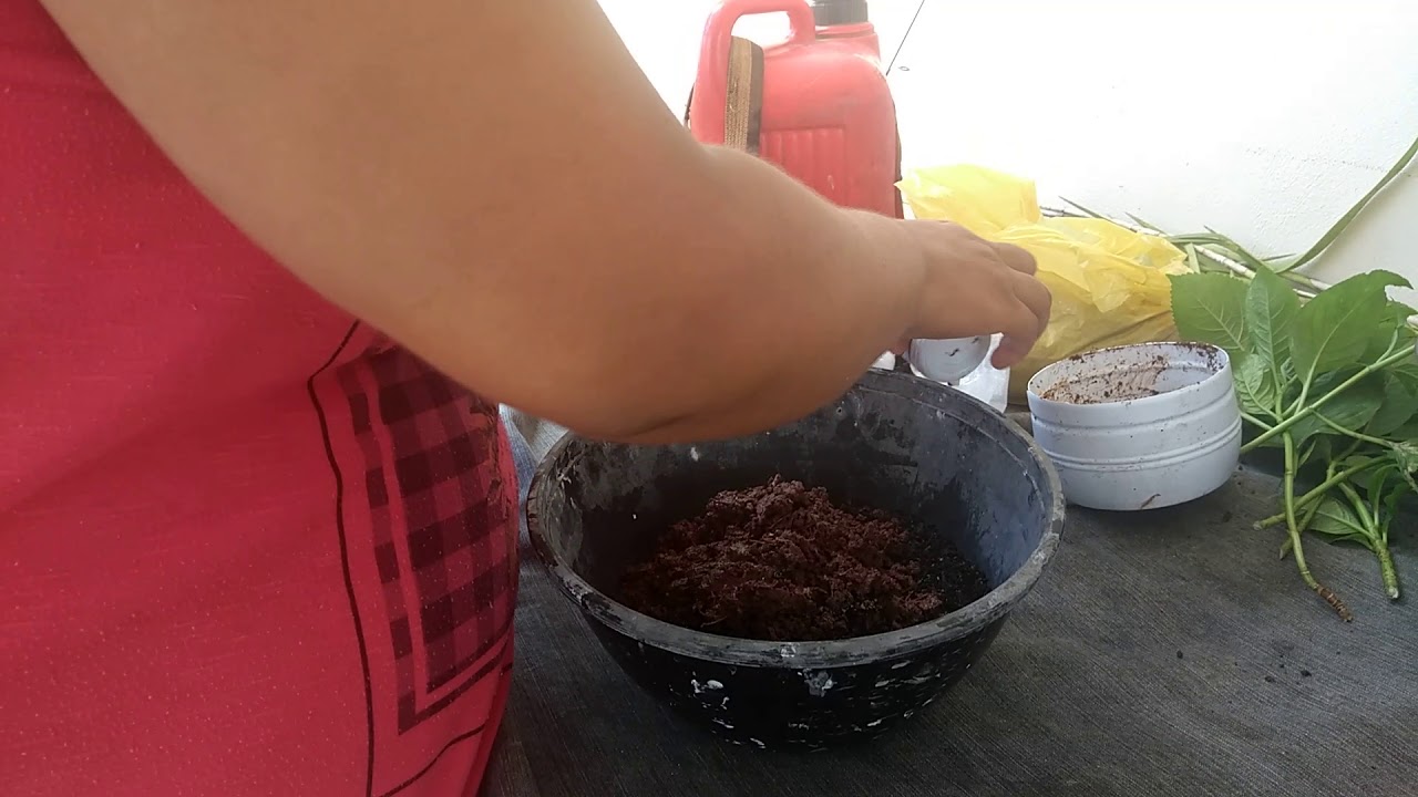 Hortência: Como fazer a muda e obter Floração azul