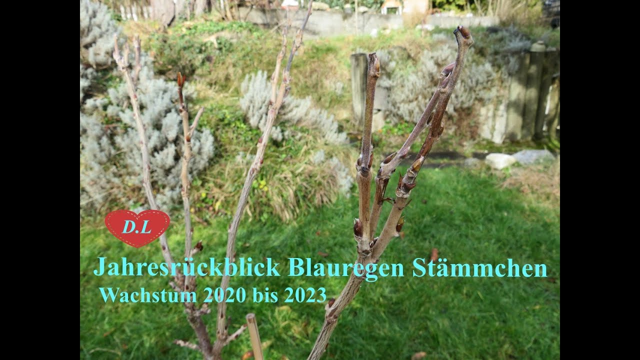 Jahresrückblick Blauregen Stämmchen Wachstum 2020 bis 2023