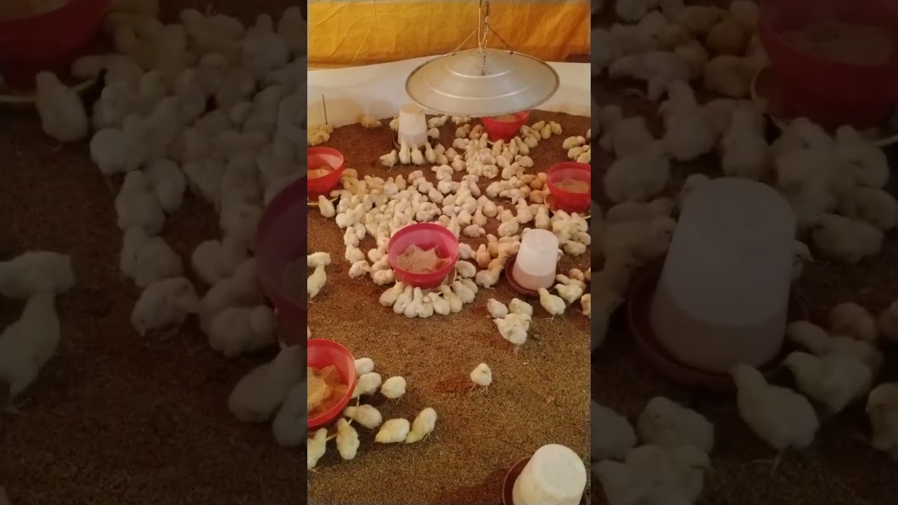 My Third Day Chicks ka Activity 
