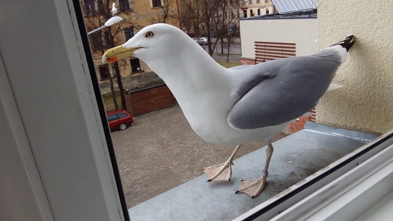 Чайка на нашем подоконнике.