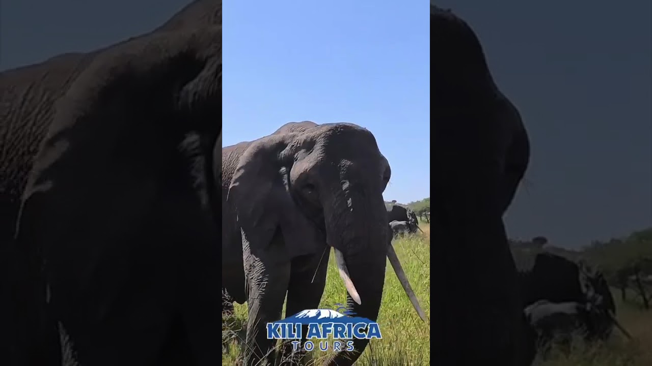 ULTIMATE Kilimanjaro Challenge: Machame Route Expedition!
