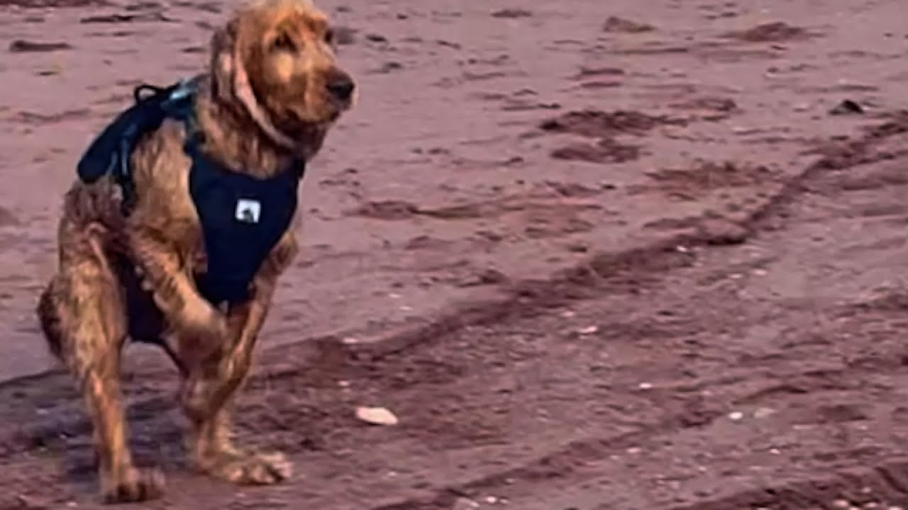 Caged dog sees ocean for first time