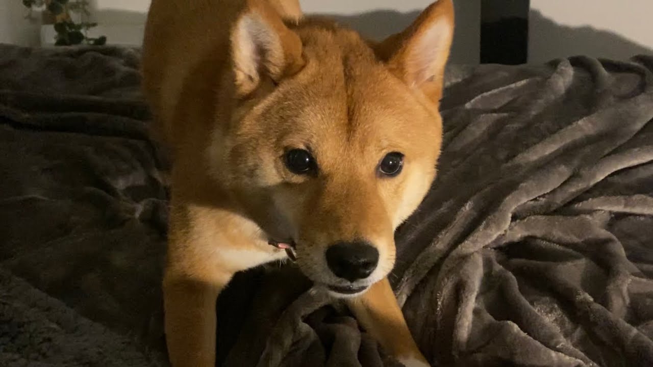 ERROR KENJI MALFUNCTIONING
