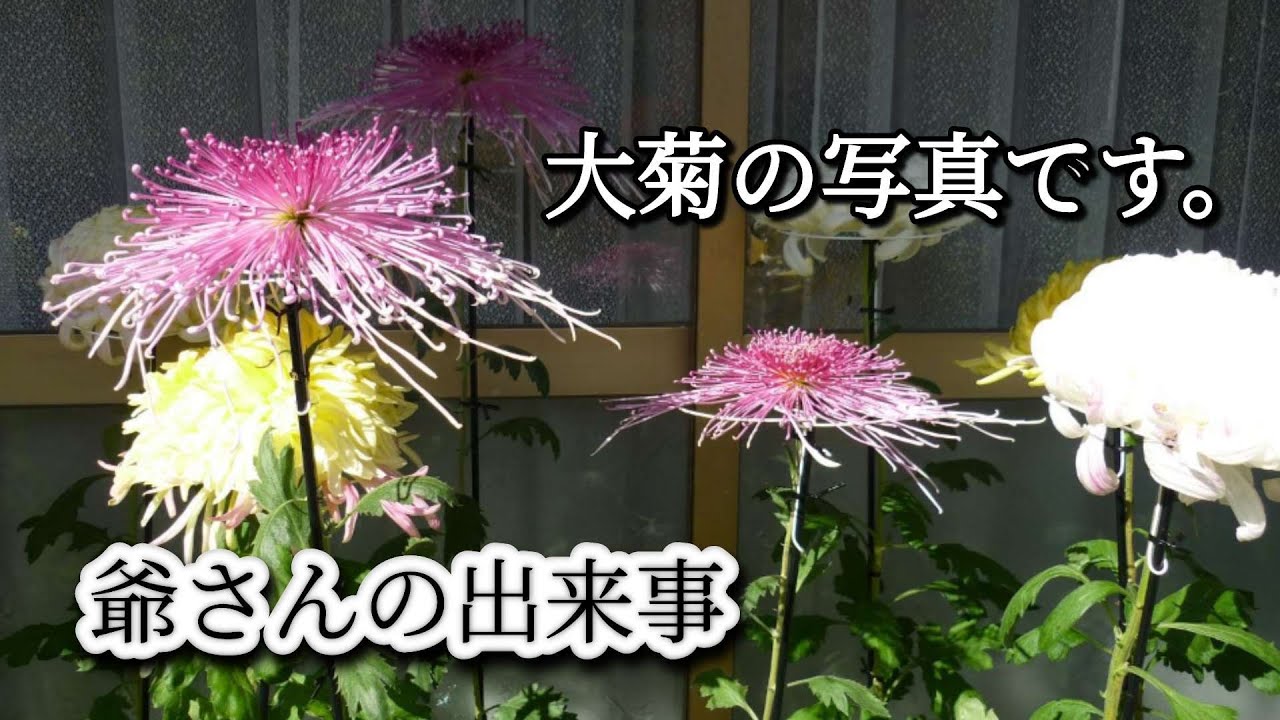 爺さんの趣味で、以前大菊栽培していました。