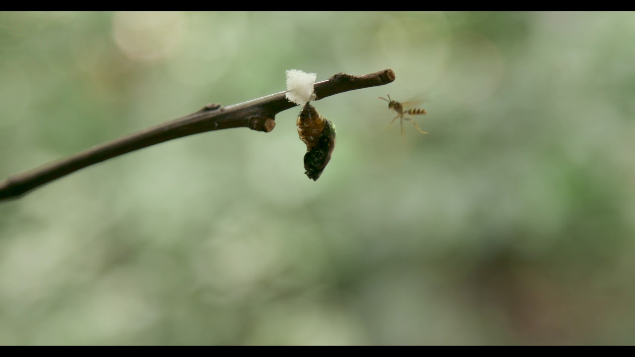 Wasp Eating a Chrysalis