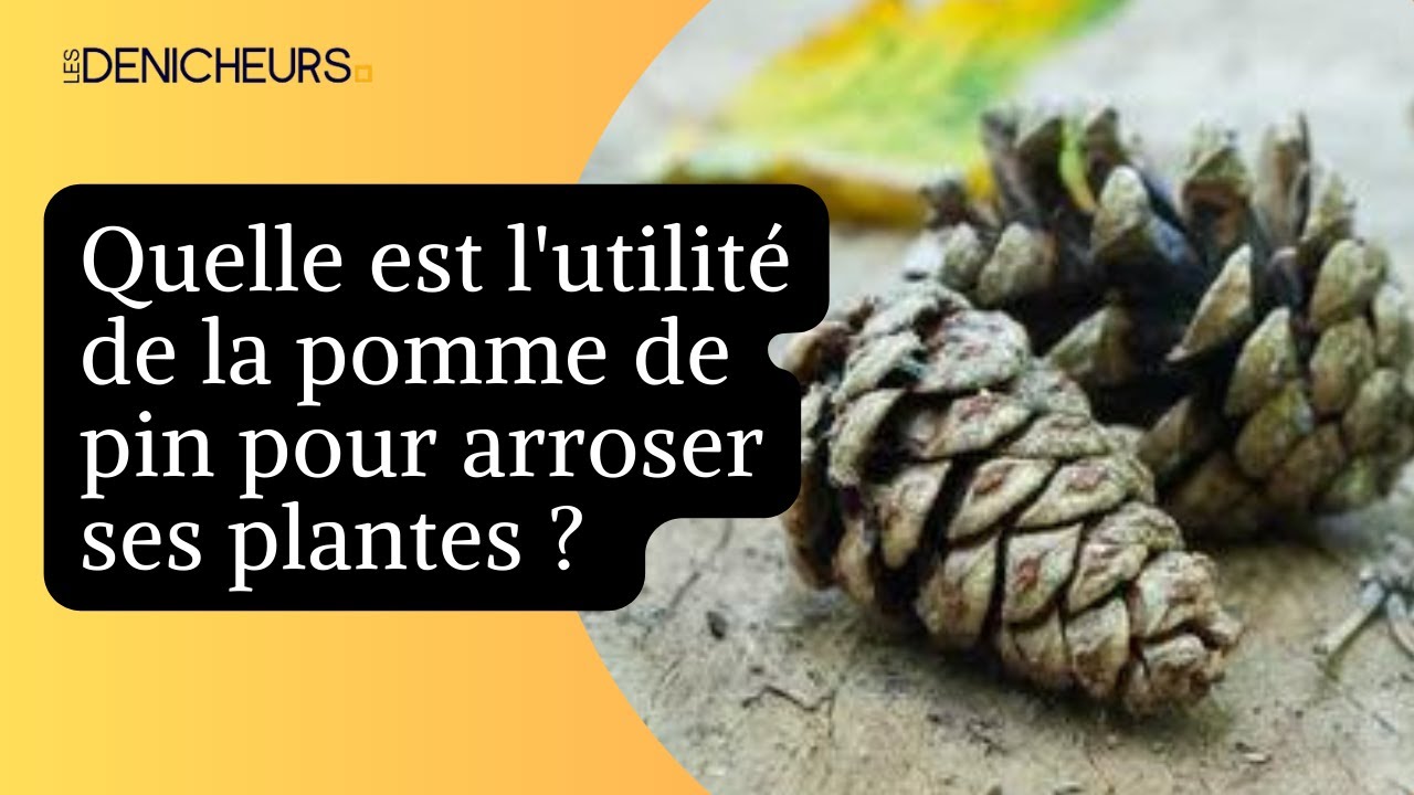 🌲L’astuce des pommes de pin pour savoir quand arroser les plantes💦🌿