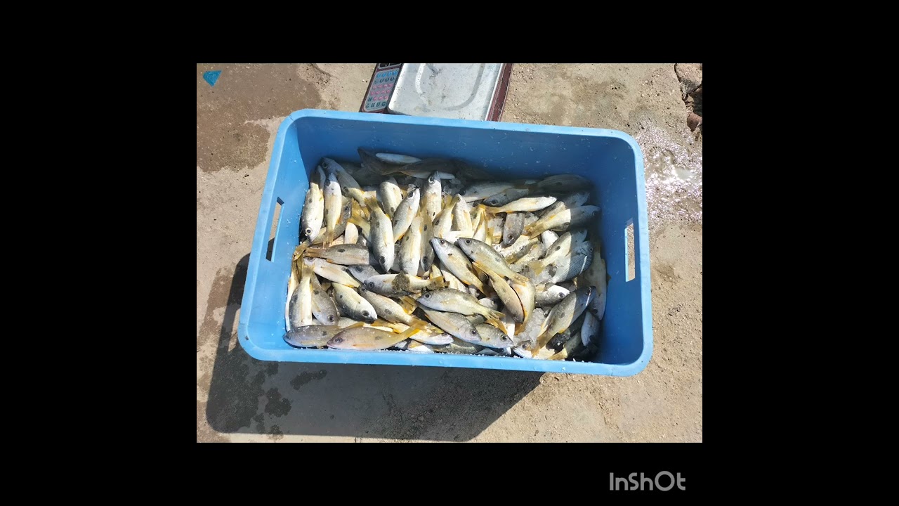 Fresh Fish Available in abu Dhabi (Al Bateen Fish Market)