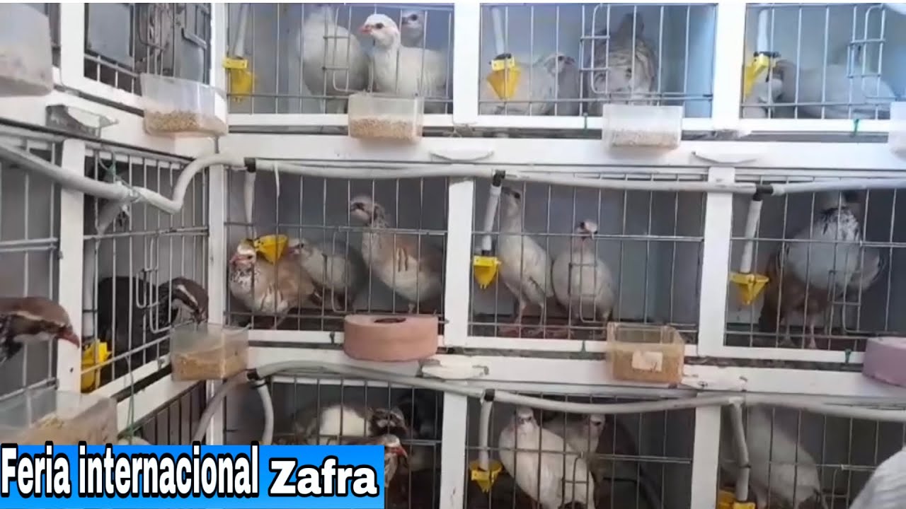 Feria internacional zafra Badajoz espańa#feria #animales #españa