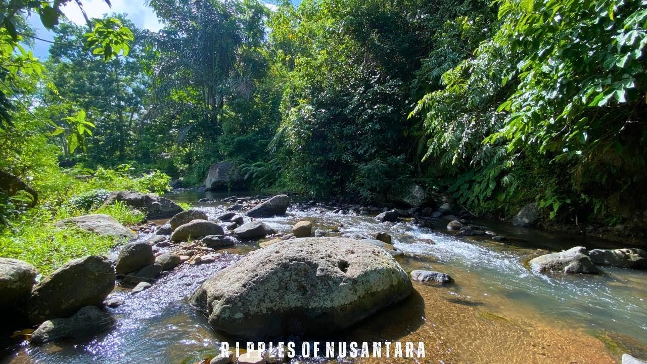🌿Deep Sleep River  | Gentle Rocky Stream Flowing Through Lush Forest Ambience – Ripples of Nusantara