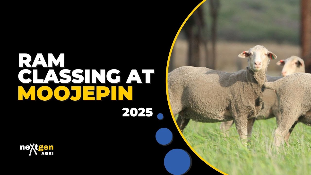 Ram Classing at Moojepin, 2025