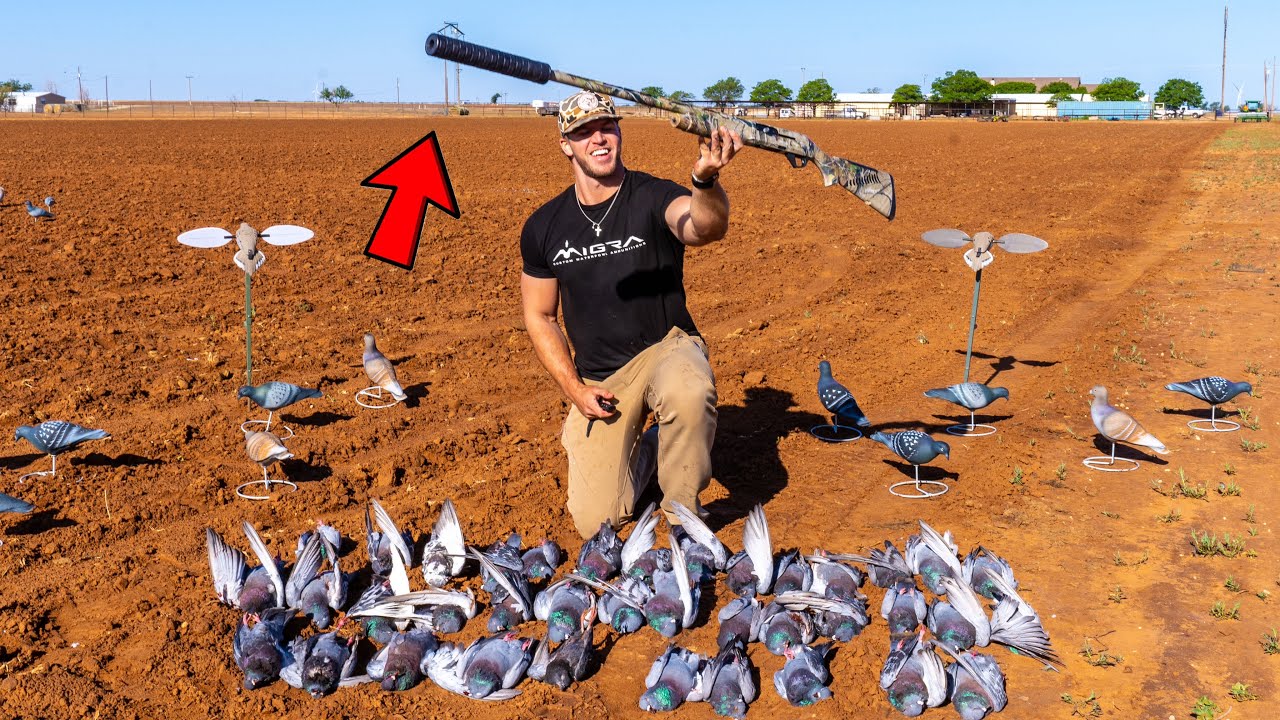SILENCED 12 GAUGE SOLO PIGEON HUNT ON SMALL CATTLE FARM!