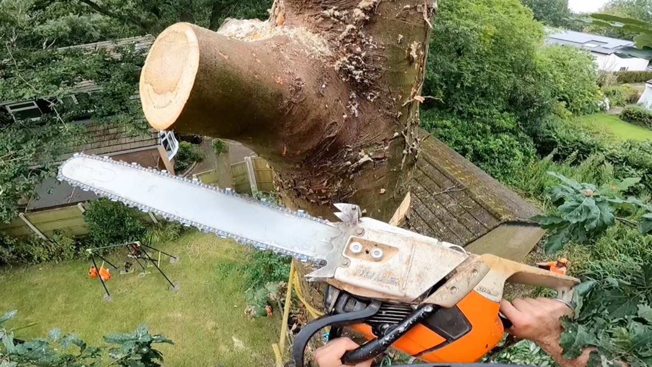 This tree Had to come Down!!