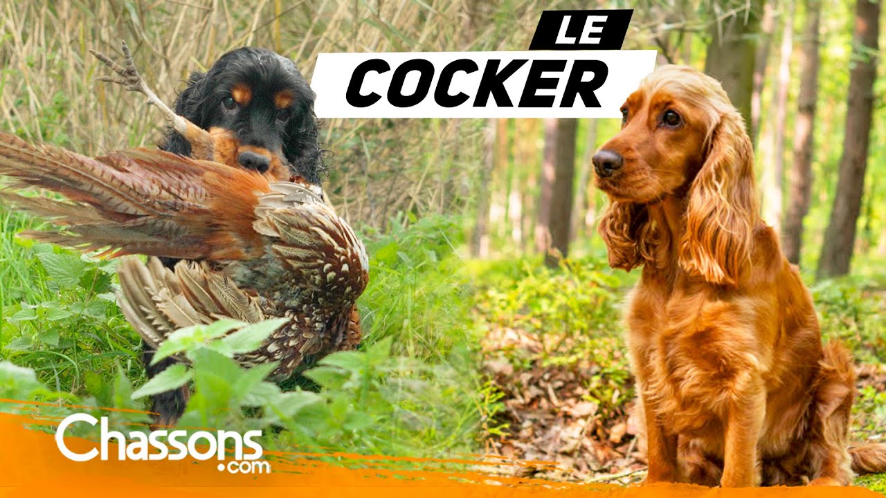 Pourquoi le Cocker est l’un des meilleurs chiens de chasse en ronciers?