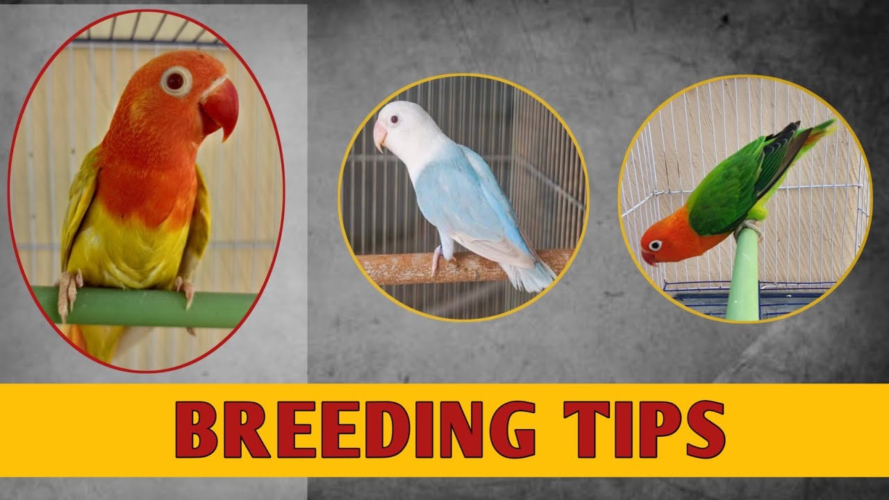 BREEDING TIPS