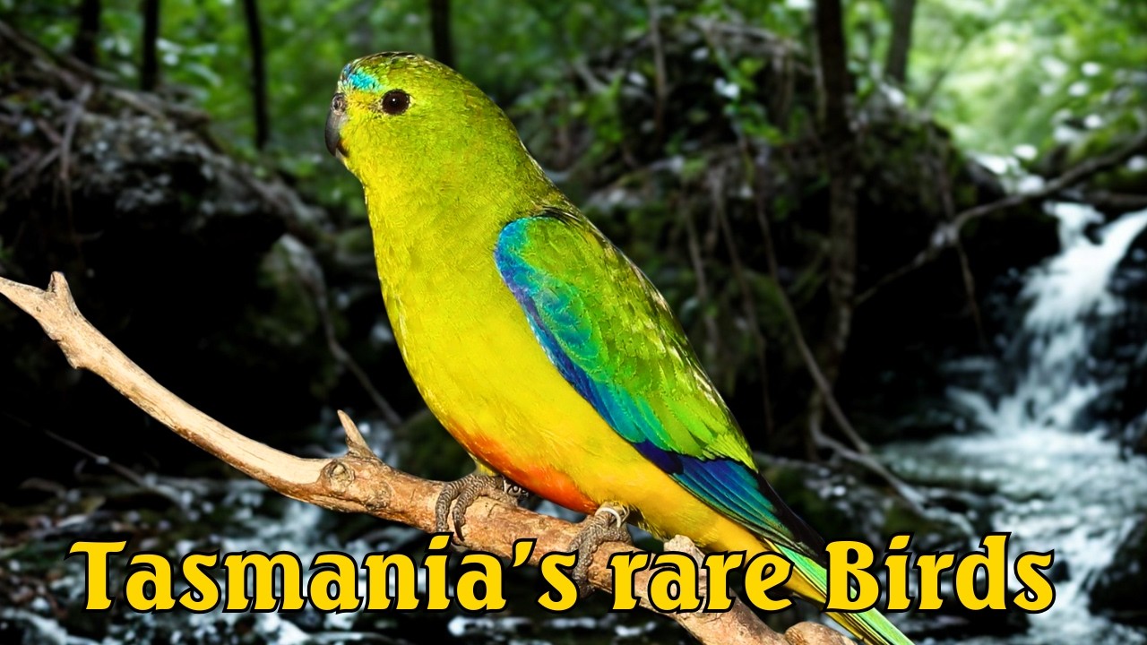 15 Rare Birds of Tasmania Found Nowhere Else