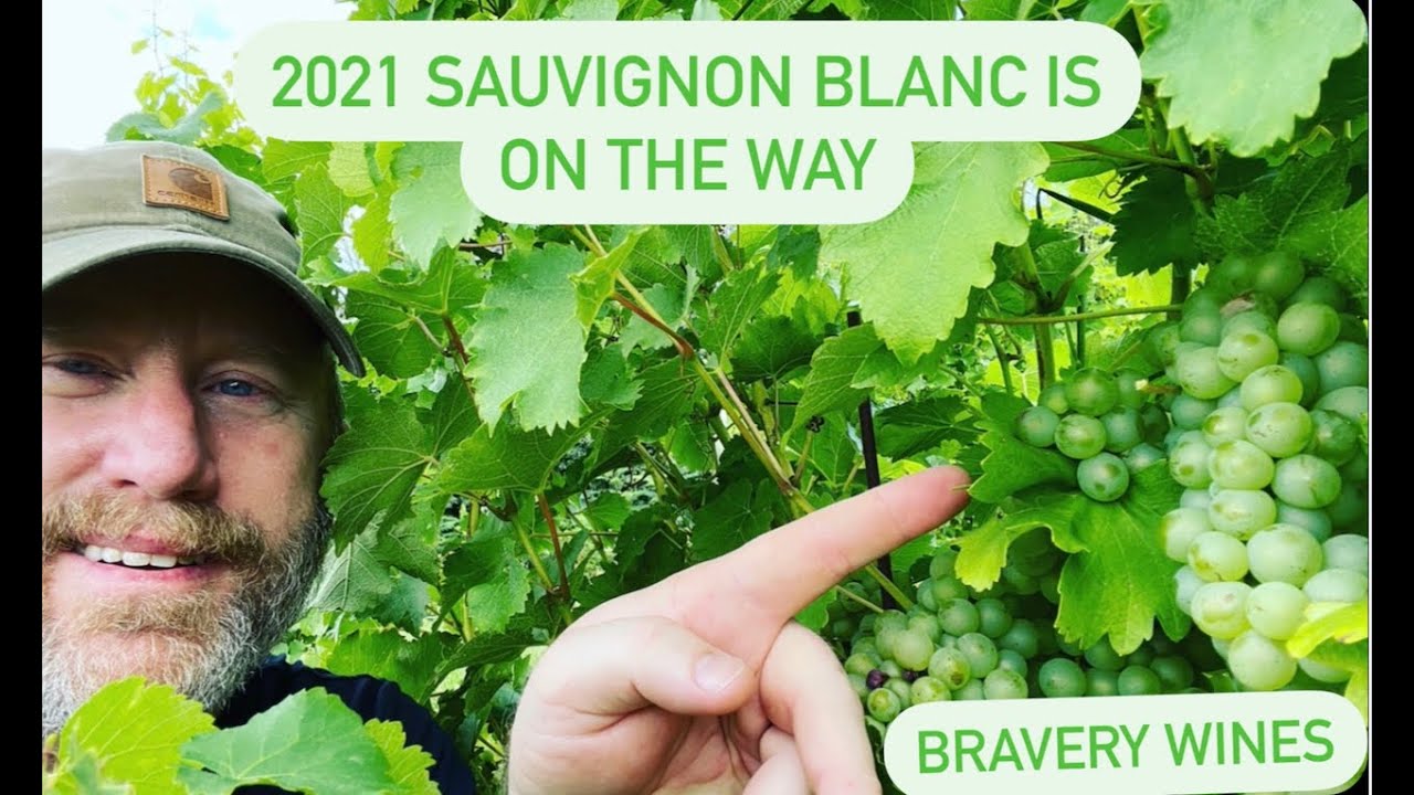 One Vine in the Vineyard Series 8 - 2021 Sauvignon Blanc