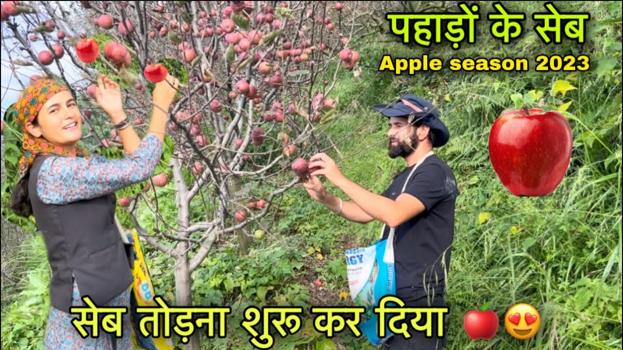 सेब तोड़ना शुरू कर दिया 🍎🍏|| Apple orchard in Shimla 🍎|| Pahadi lifestyle Vlog || Girl from North