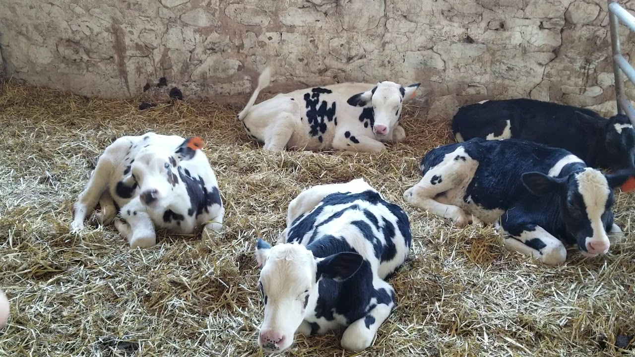 A bottle calf here on the farm cost $2.50 Day for six weeks