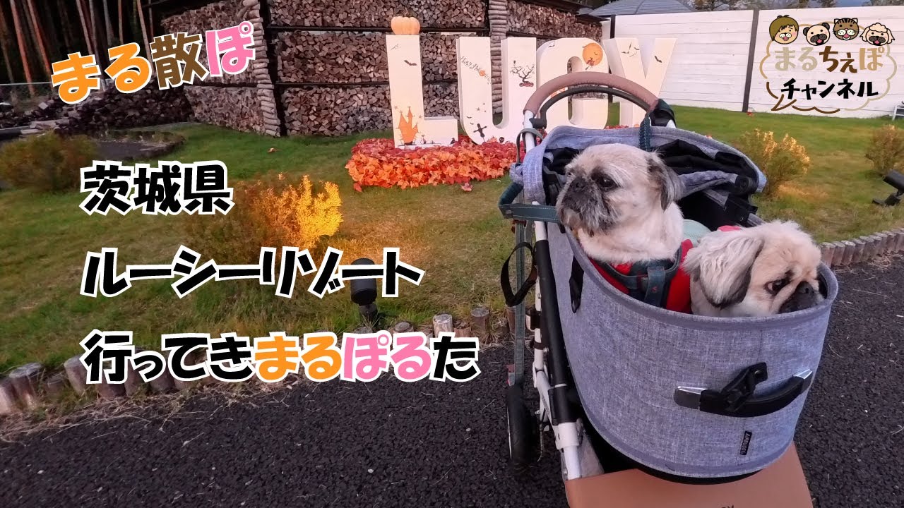 【まる散ぽ】ハロウィン🎃にルーシーリゾート行ってきまるぽ【まるちぇぽ🏠】