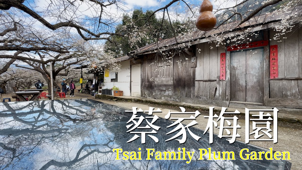 EP13│古厝梅花秘境│梅花季限定的浪漫雪白世界-南投信義外坪頂蔡家梅園美照打卡攻略