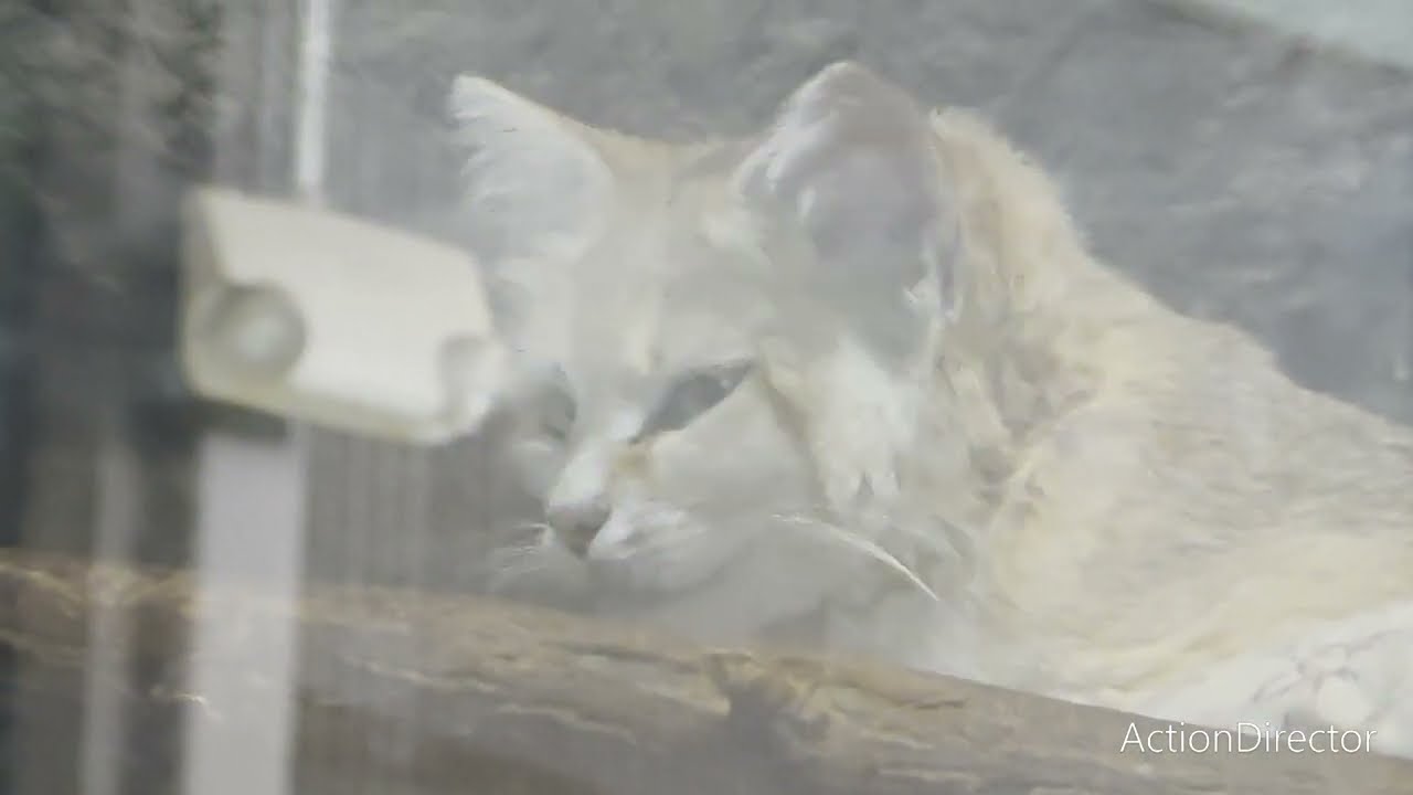 Erie zoo