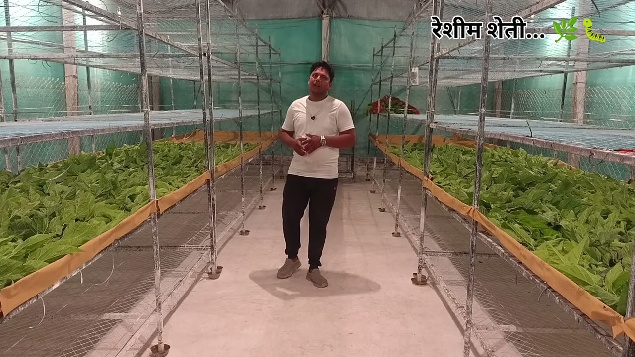 दुसऱ्या मोल्ट नंतर 4 थी फिडींग... 🌿🐛