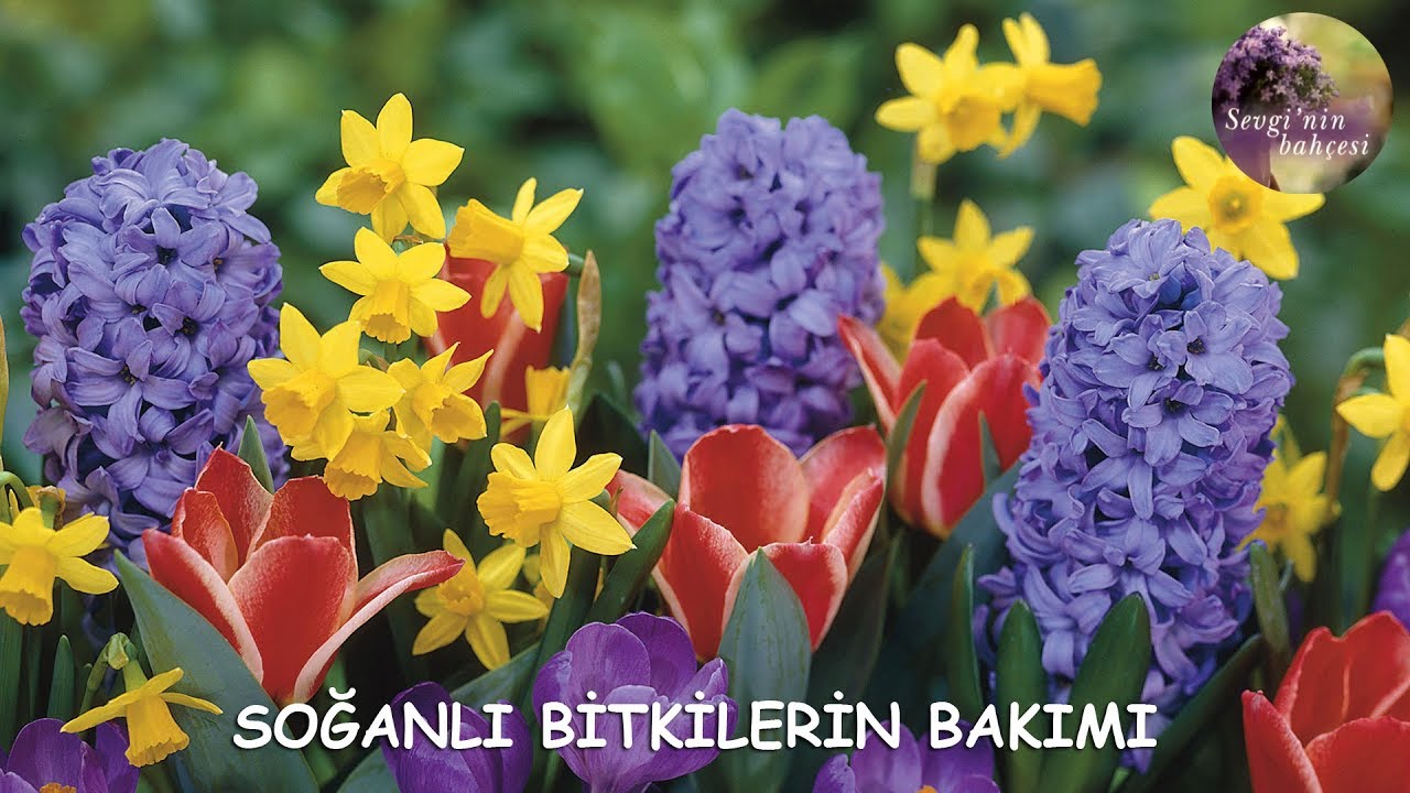 Lale, Sümbül, Nergis Soğanları (Tulipa, Hyacinthus, Narcissus) Nasıl Yetiştirilir ?