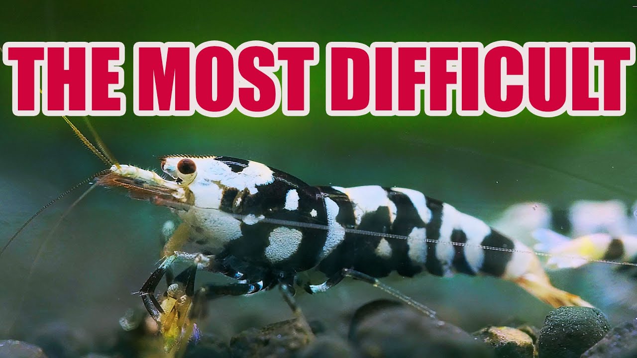 THE HARDEST SHRIMP FOR SELECTIVE BREEDING – BLACK FANCY TIGER
