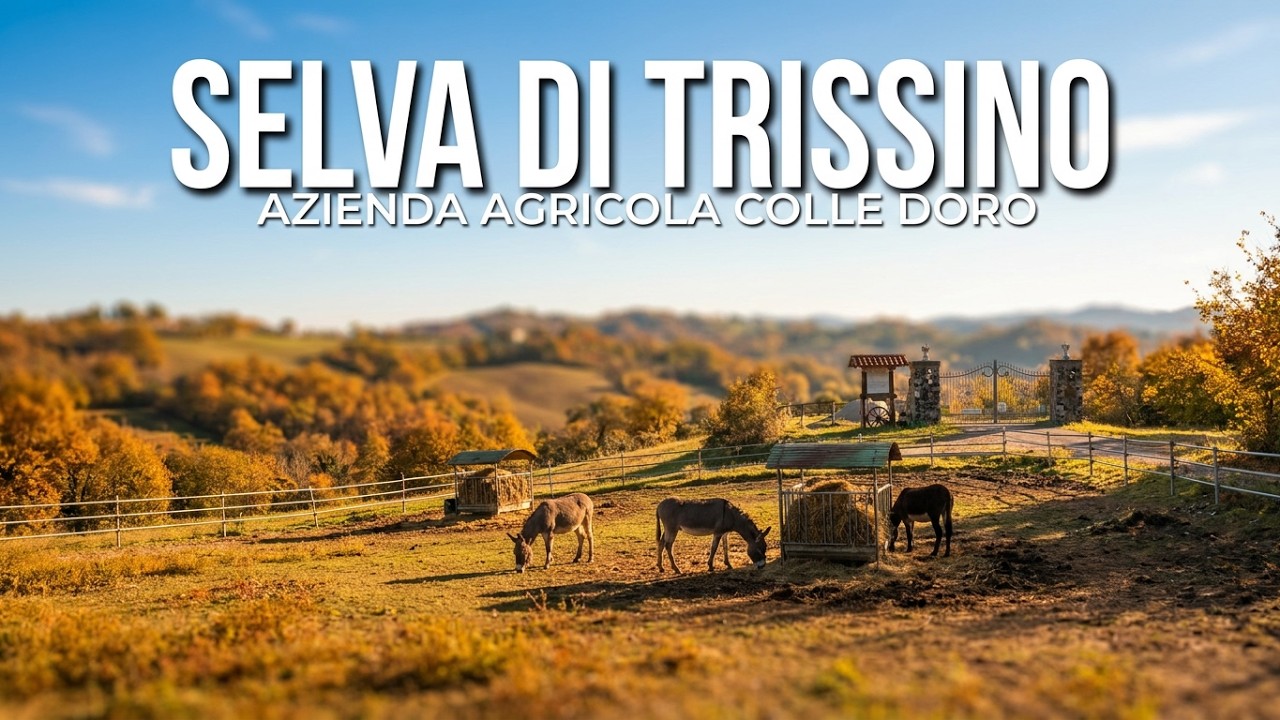 Selva di Trissino (VI) Azienda Agricola Colle Doro - Novembre 2023.