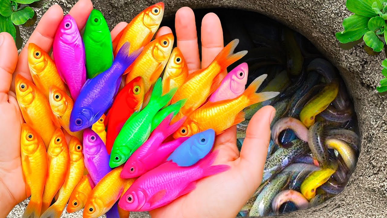 Catch Colorful Aquarium Fish In Tiny Pond, Platy Fish, Baby Turtles, Goldfish, Glass Fish, Eels, Koi