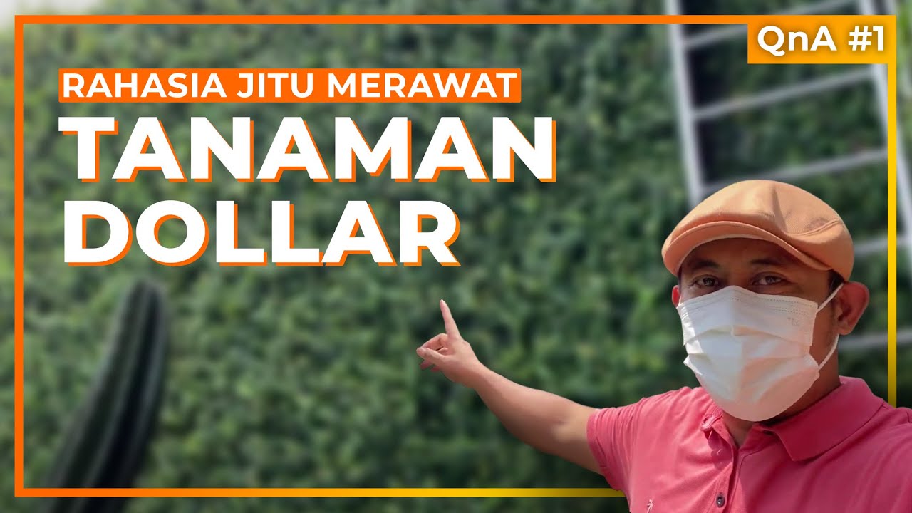 Q & A  : RAHASIA JITU Tanaman Dollar Rambat menjadi Indah
