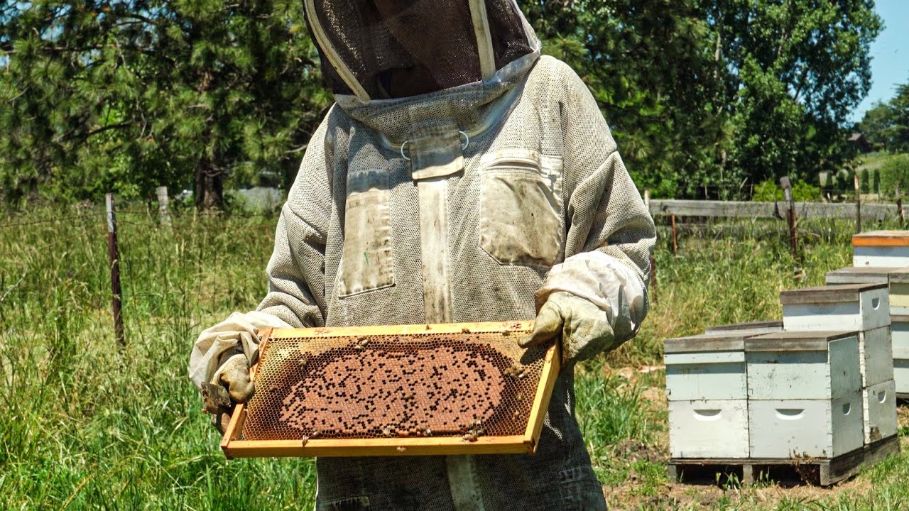 HONEY BEES at Fern Valley Farms!