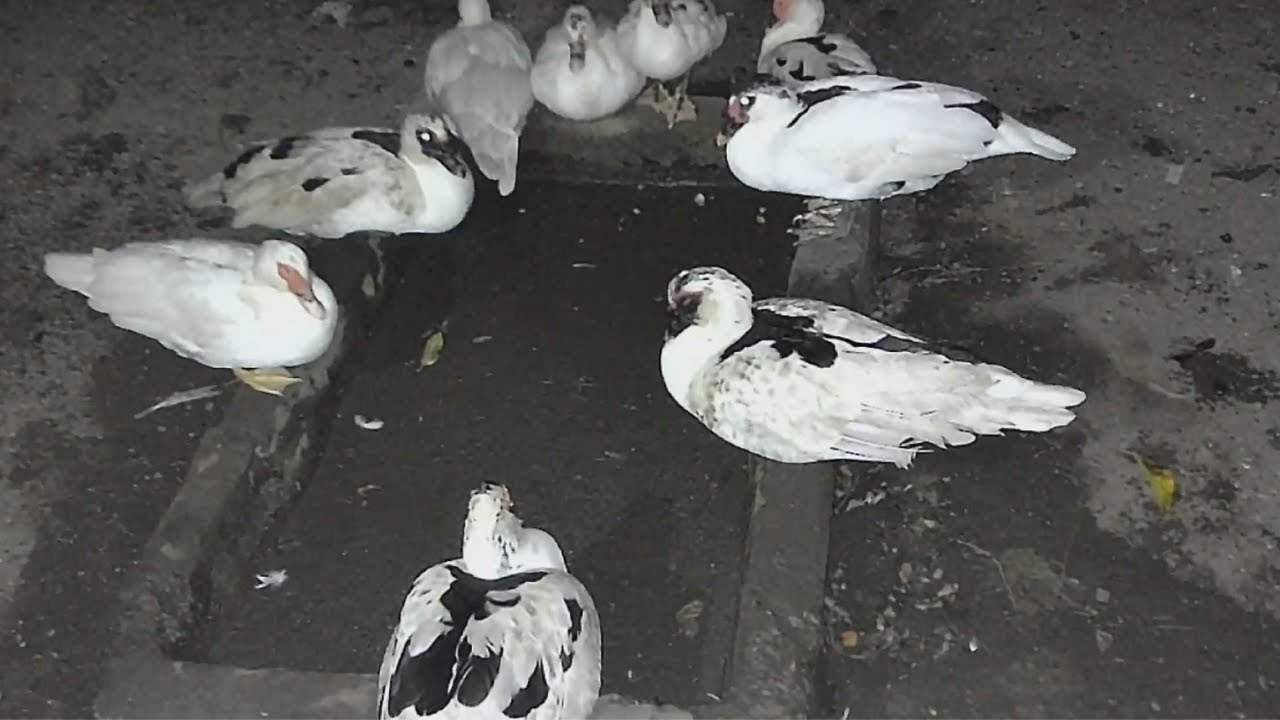 CCTV: RELAXING VIEW FROM DUCK FARM🦆🙂