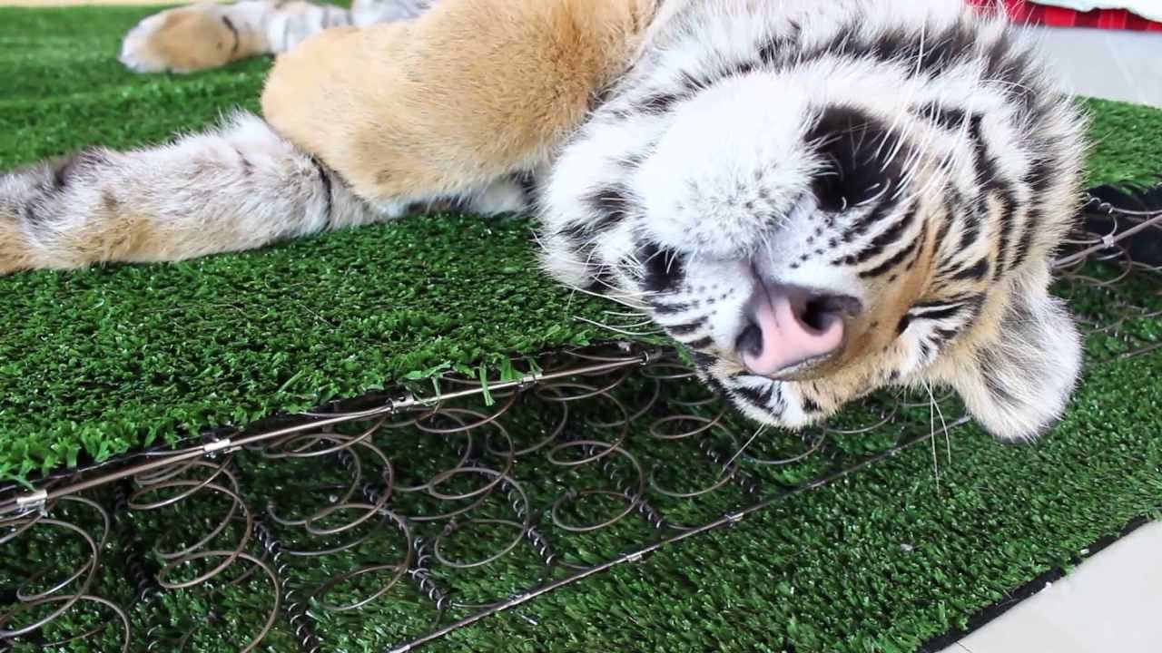 Please let me sleep !