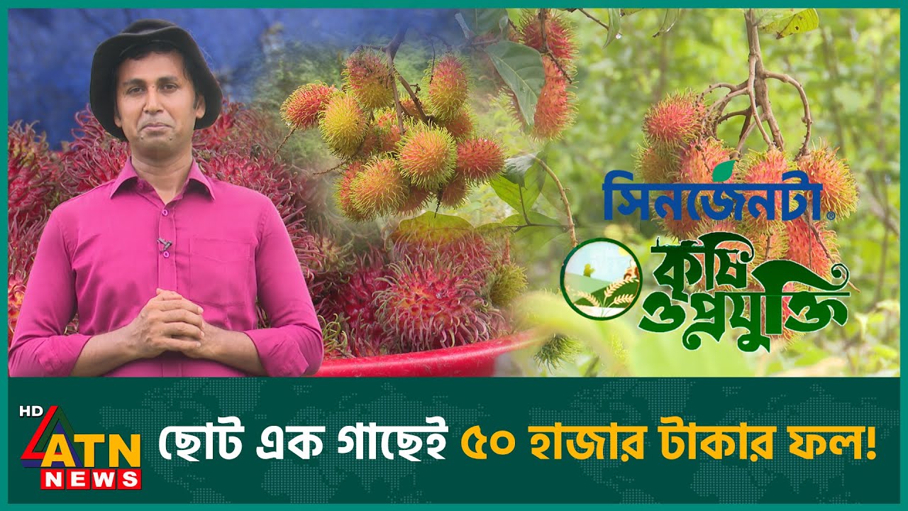 পাহাড়ে দারুণ সম্ভাবনা জাগাচ্ছে দামী ফল রামবুটান | Krishi O Projukti | Rambutan | 12 July, 2025