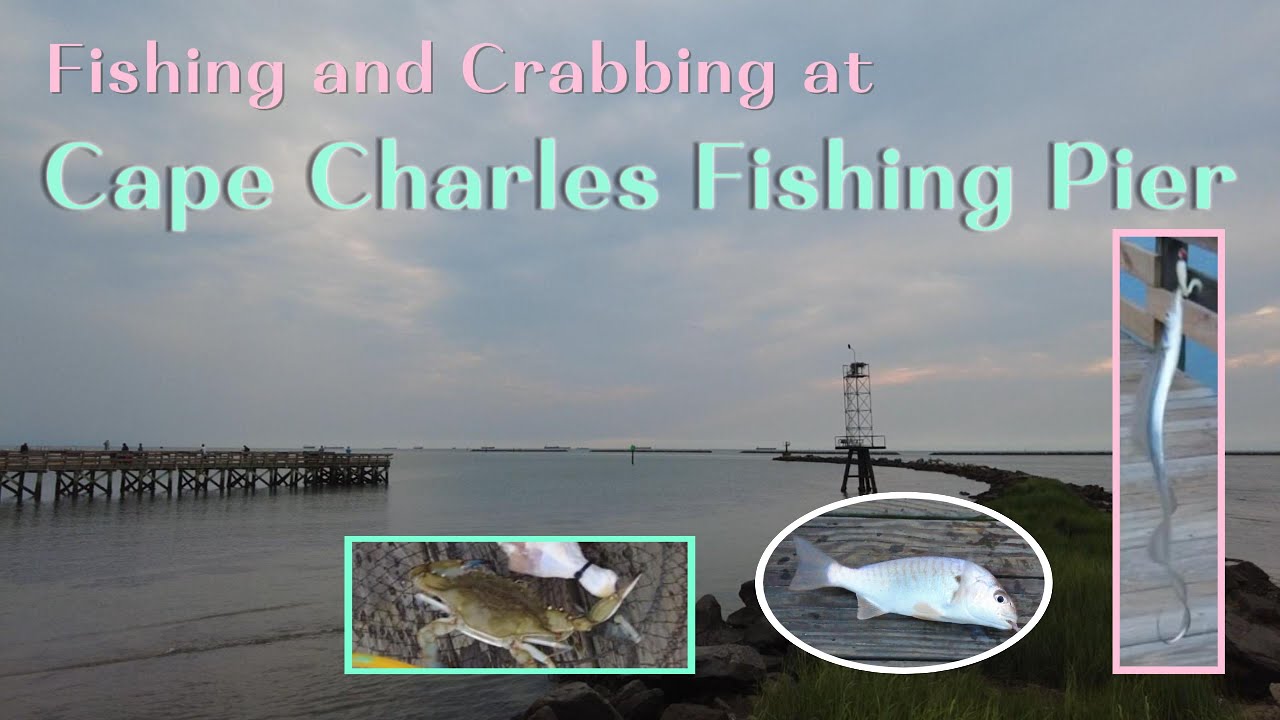 Cape Charles Fishing Pier in Virginia, Chesapeake Bay Low Tide, Ribbon or Belt Fish, Blue Crab