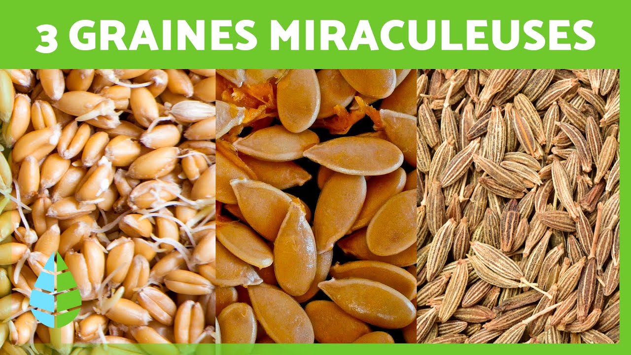3 GRAINES MIRACULEUSES que vous devriez INCLURE dans votre RÉGIME ✅🌾