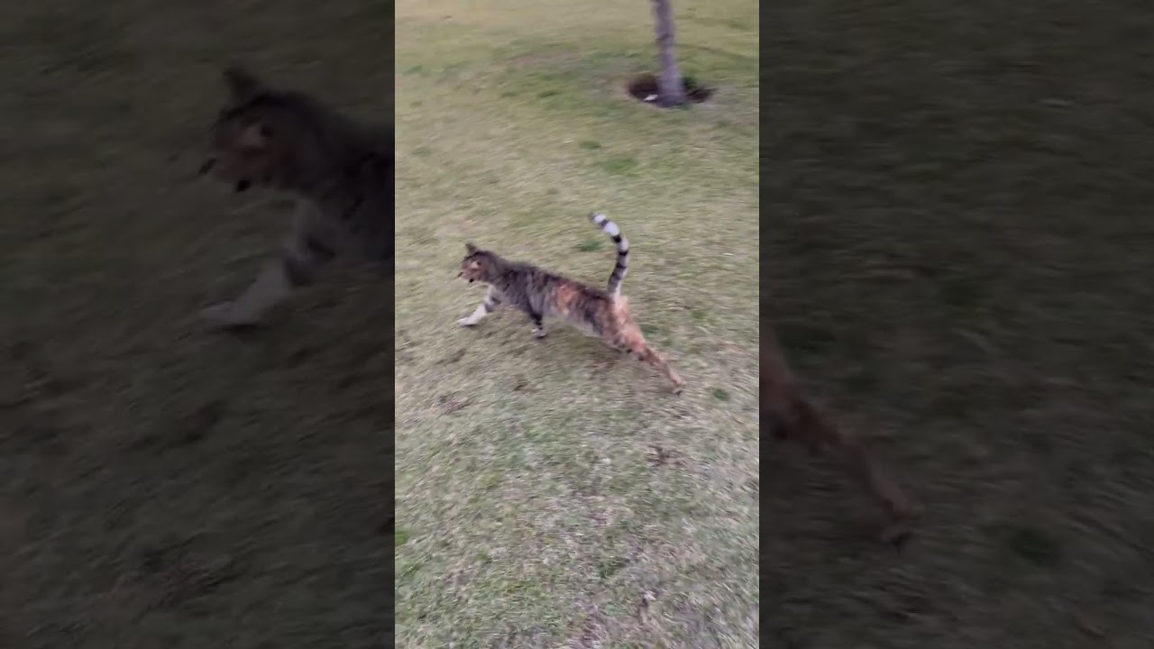 #قطط #cat #catlover #catvideos #cats #catplaying #catlovers #catstory #catshorts #catlife #nature