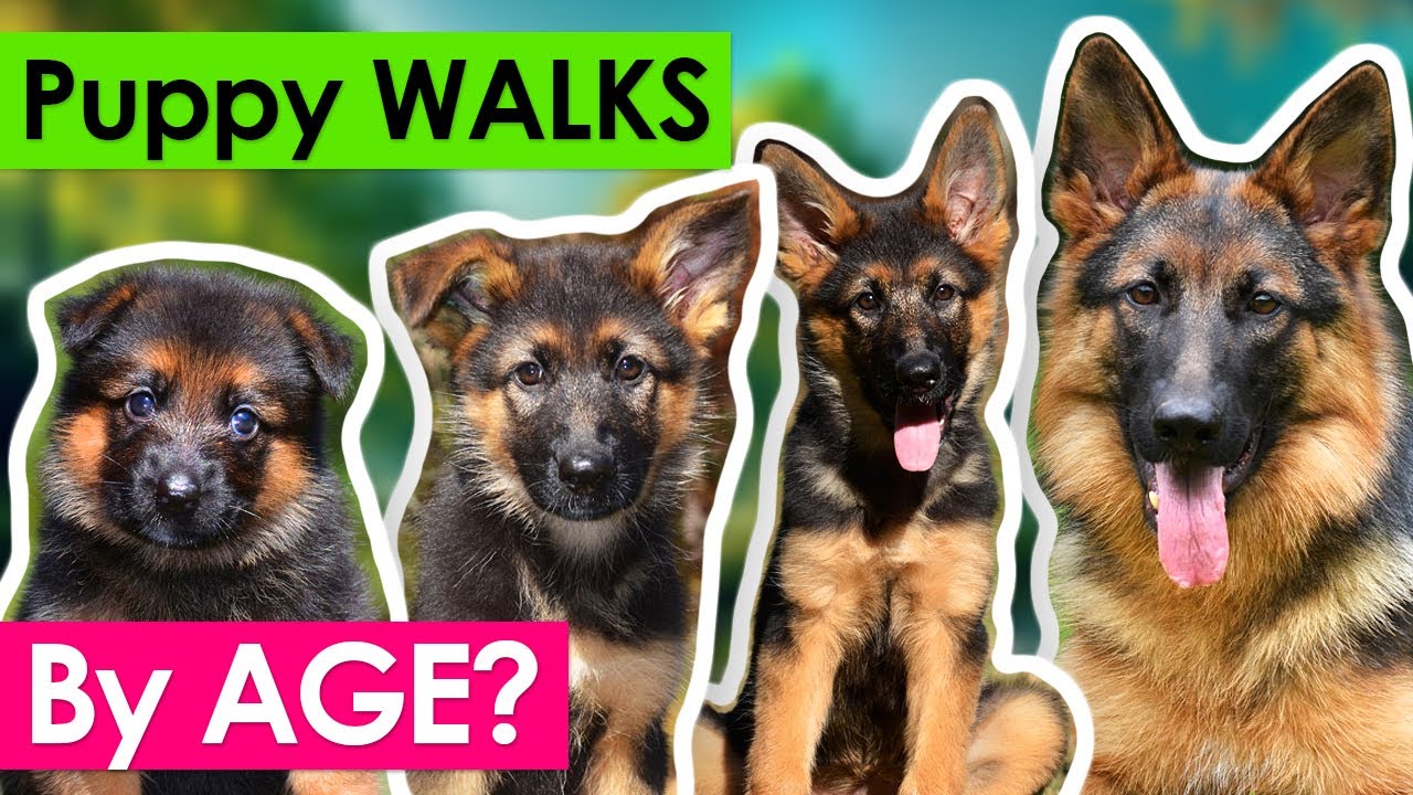 How Long to Walk a Puppy? Start on the Right Foot! (By AGE!)