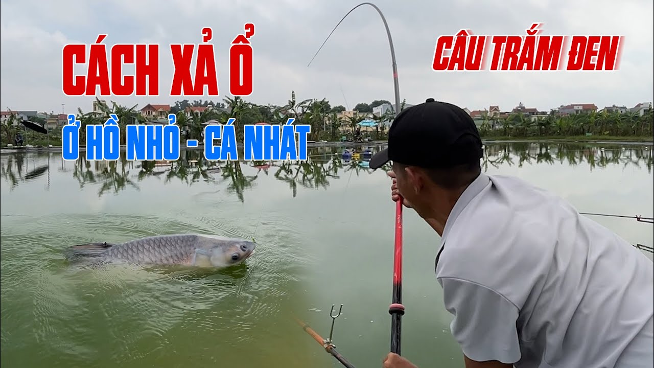 Câu Trắm Đen - Cách Xả Ổ Ở Hồ Nhỏ, Cá Nhát | VIETNAM FISHING TV