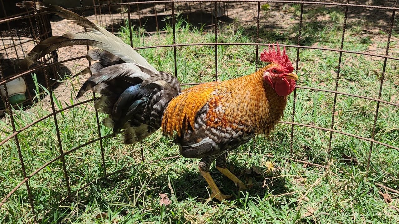 Gallos del Sr. Benito a su Disposición inf:1829-934-5807