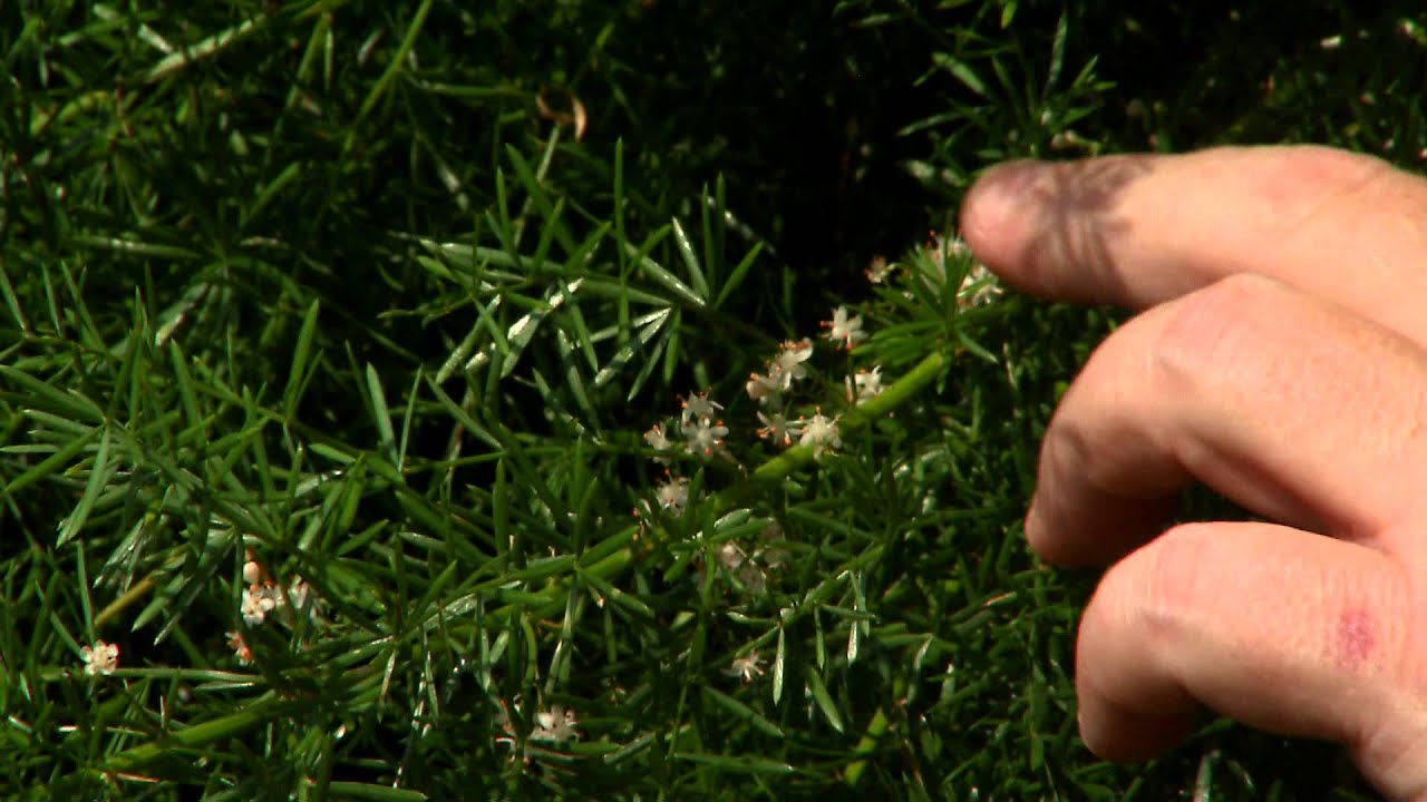 Asparagus fern thrives in sunlight