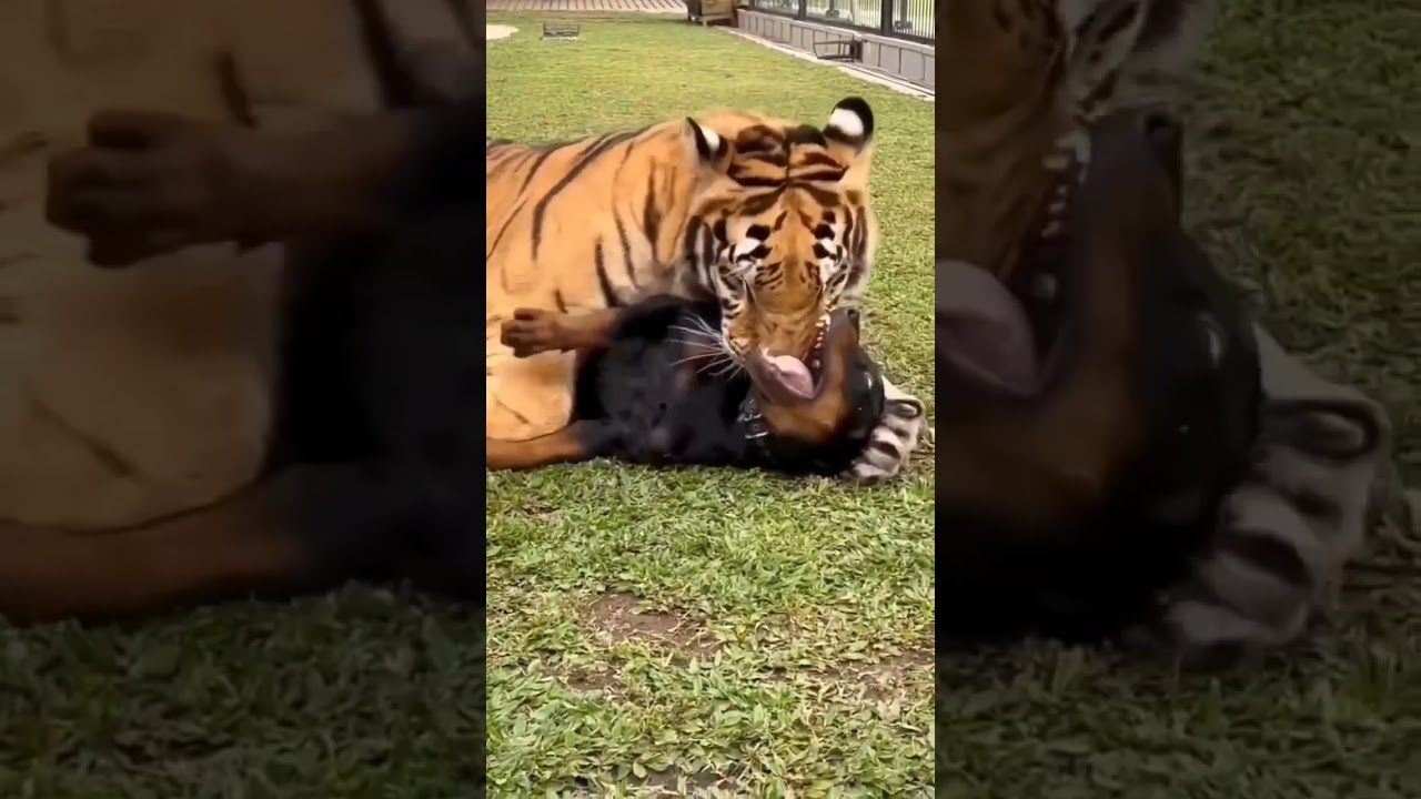 Tiger Attack on Rottweiler dog😡#shorts #fight #angry #viral #treading #attack