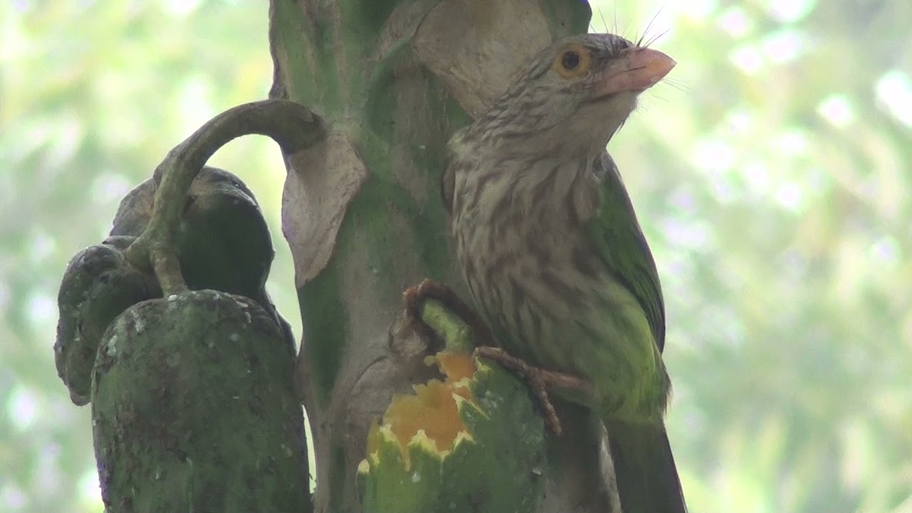 Unknown Birds Eating papaya. (Wildlife Exclusive Video)