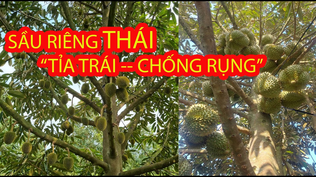 Sầu ri&ecirc;ng TH&Aacute;I(MONTHONG) bao l&acirc;u th&igrave; hết RỤNG?C&aacute;ch N&Ocirc;NG D&Acirc;N gi&uacute;p tr&aacute;i lớn nhanh-Chống Rụng Hiệu Quả.