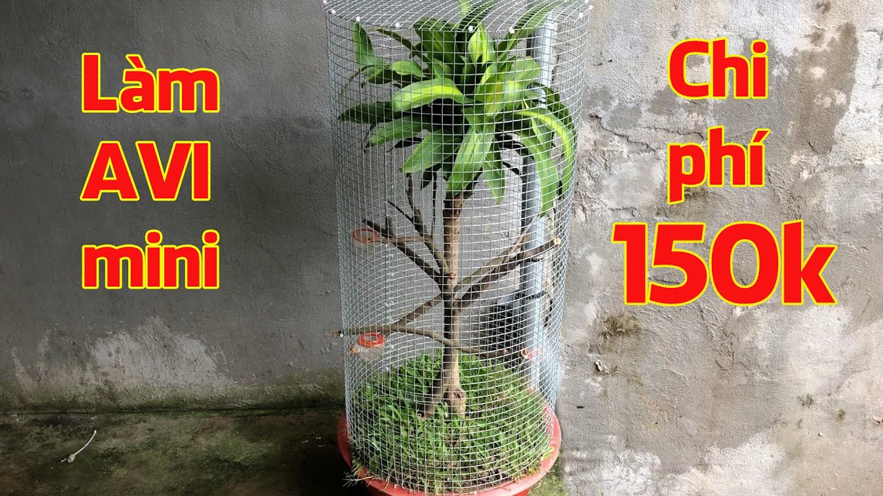 Cách làm AVI nuôi chim đơn giản, tiết kiệm