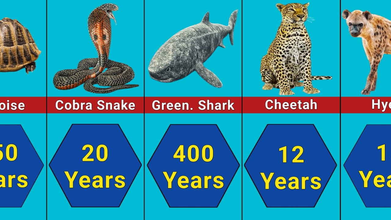 Animal Lifespan Comparison: 100 Famous Animals with the Shortest and Longest Lifespans