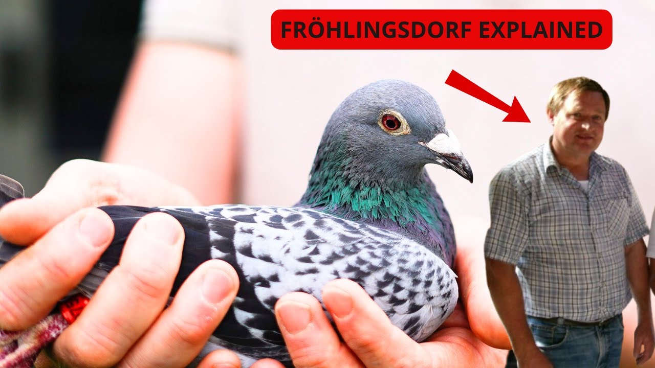 Georg Fröhlingsdorf 🇩🇪 | The System Behind Germany’s Most Consistent Racing Pigeons