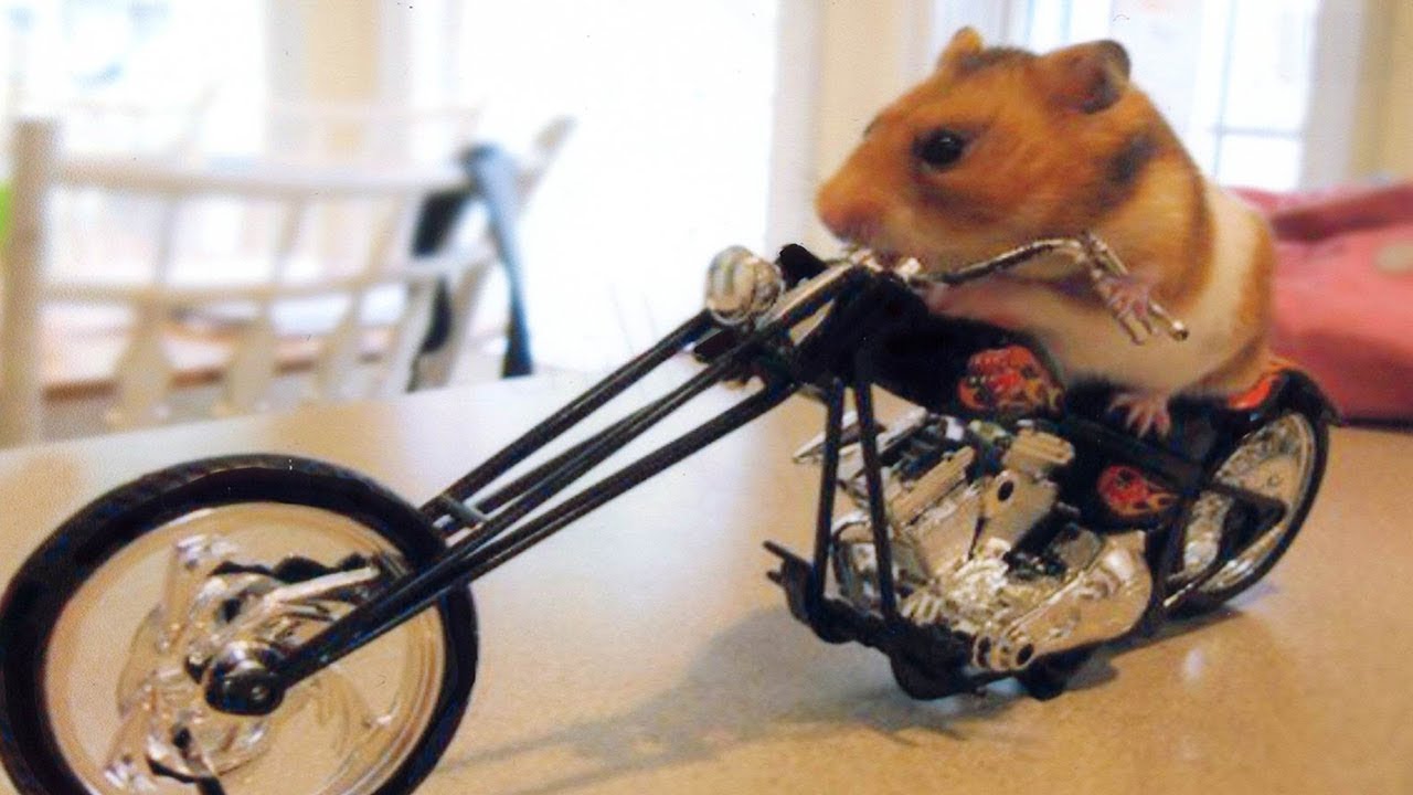 Funny Hamster Compilation 2018